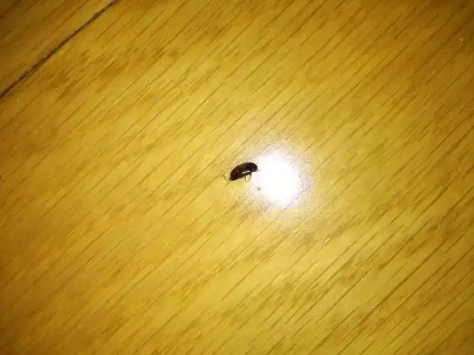 家里地板上有这种虫子,谁知道是什么虫子,有没有害,怎么根除?