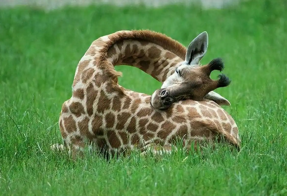 22张动物睡觉尴尬的姿势,太搞笑了