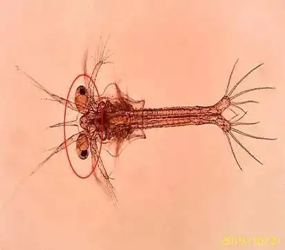 快看看南美白对虾np-p5阶段都经历过什么!