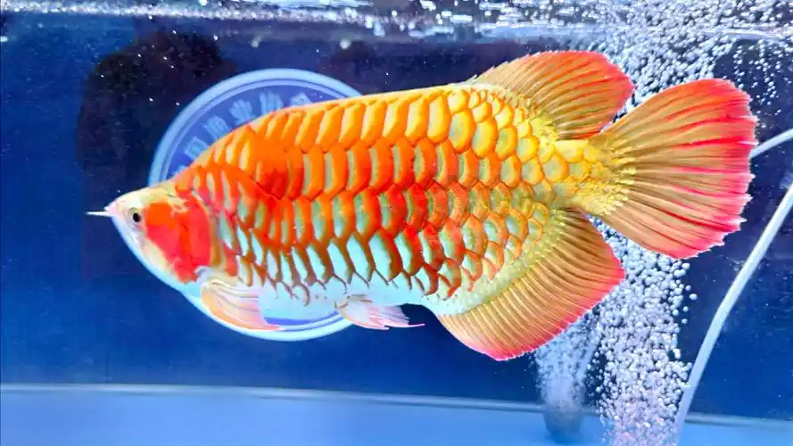 龙鱼展_风景_poco摄影