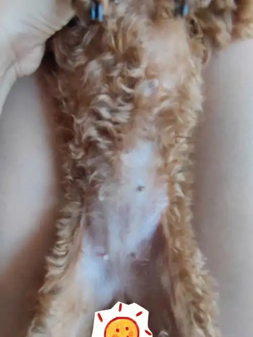 小体泰迪怀孕第7天,体重2.8斤