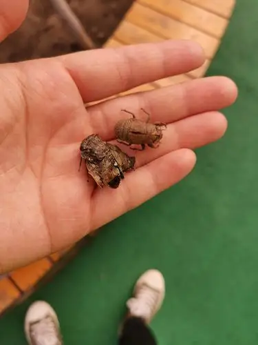 瞧!我找到了一个知了壳,小知了才从里面钻出来.身体还湿漉漉的!