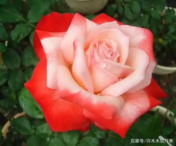 1986年在日本推出的月季品种"丹顶(tancho)",花朵为鲜红色花边,乳白色