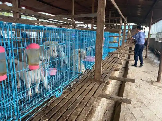 东社村民养殖场改建收容所200只流浪狗有了家