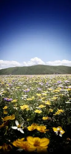 《美丽阿坝俄么塘花海若尔盖花湖湿地》