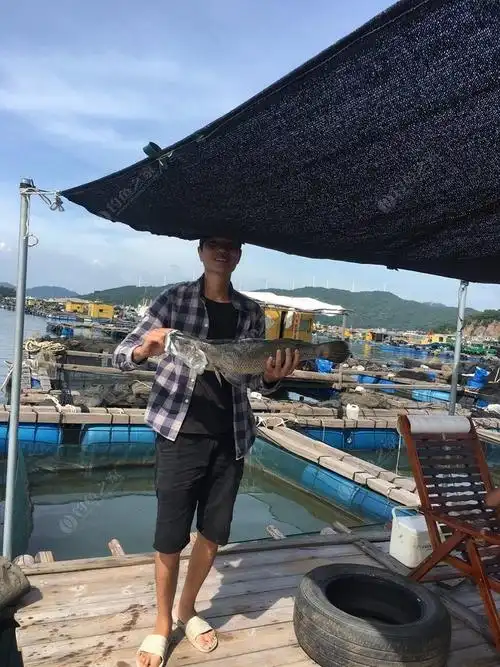 欢迎各位来海陵岛闸坡鱼排钓鱼平台