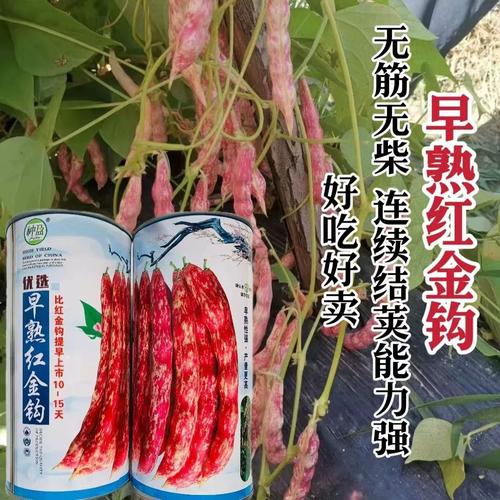早熟红金钩油豆角种子无筋无柴口感好黄金钩豆角种子架豆菜豆种籽