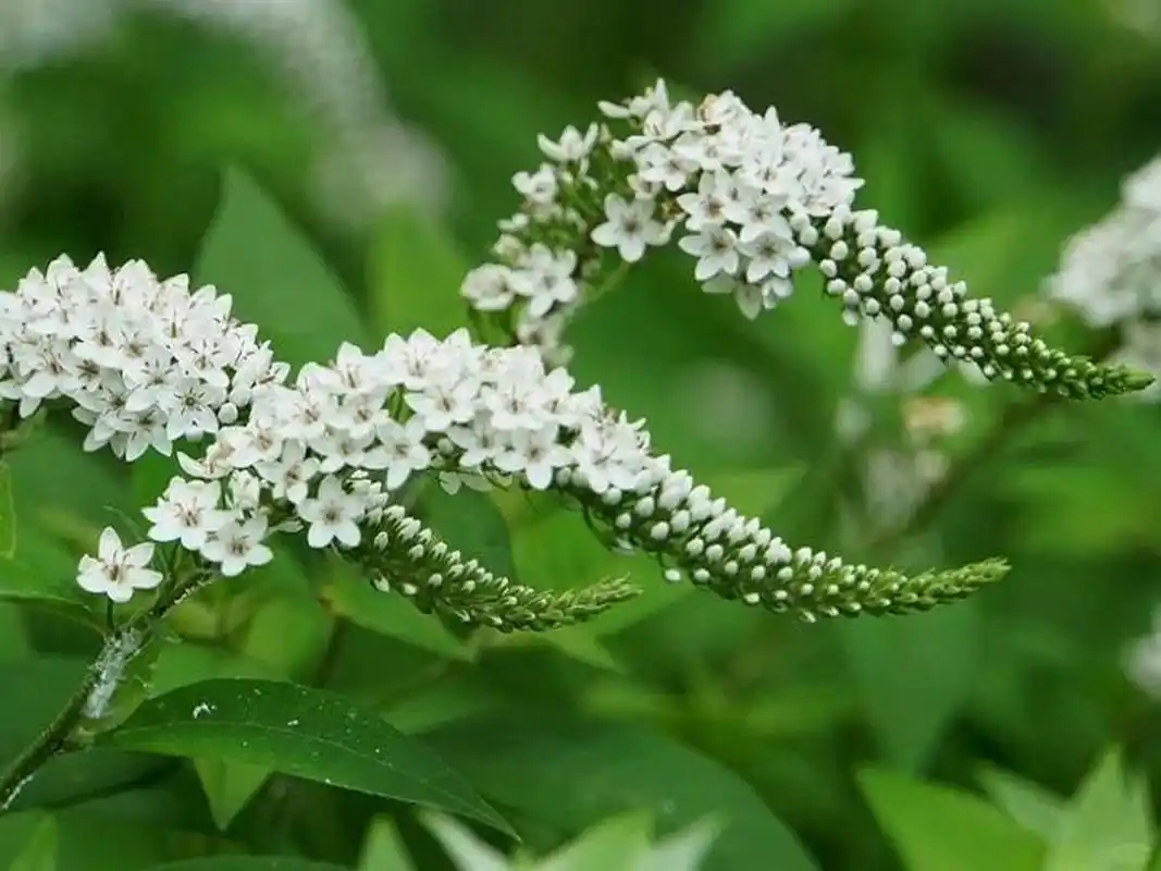 [59天]花材花名: 虎尾草    别名: 狼尾巴花 插花: 线条轮廓,也适合做