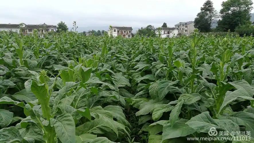 烟叶将要收获,你准备好了吗?