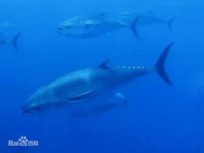 大西洋蓝鳍金枪鱼