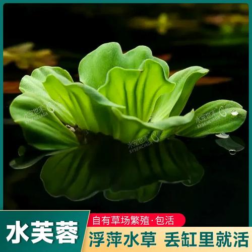 水芙蓉水浮莲水浮萍水葫芦水生水草植物水培净化水质龟缸水族造景