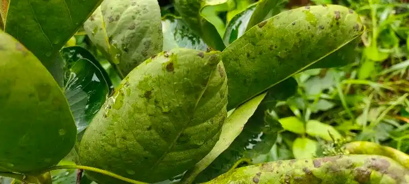 这是什么病害?谢谢了