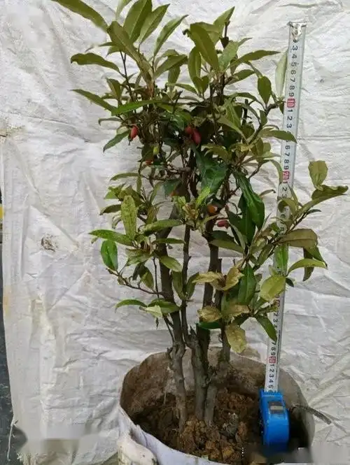 杜鹃和胡秃子,哪个做盆景好?