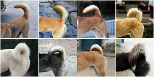 北方土狗的尾巴主要为卷尾,样式相对较少,尾巴粗毛也长,一般叫做"菊花