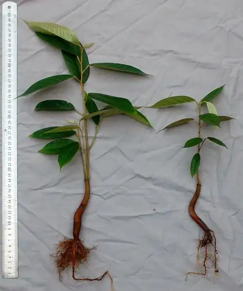 刚买的苗,求鉴定是否是榴莲树.