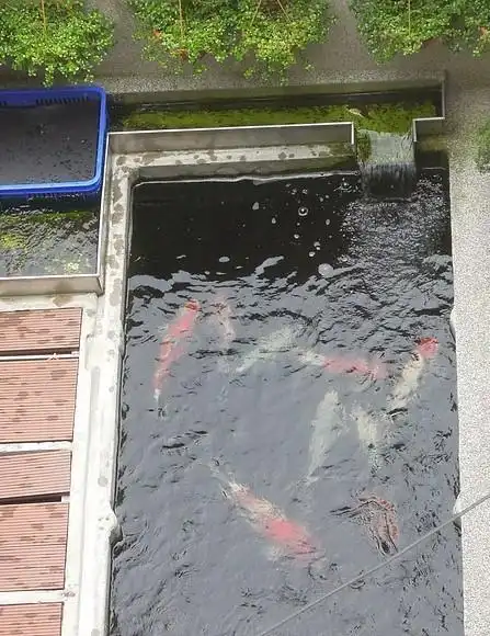 锦鲤养在哪里好些,池子选择什么样的?