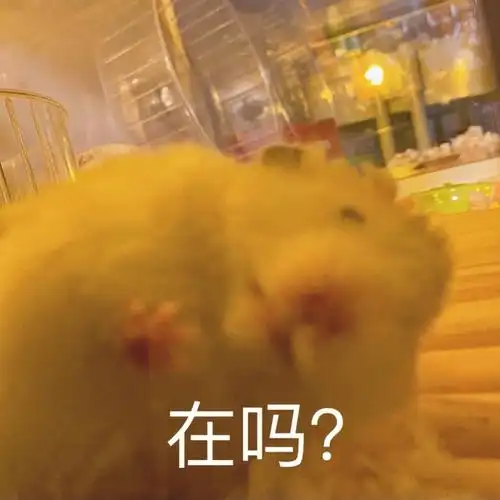 金丝熊  #卷毛金丝熊  #表情包  #搞笑表情包