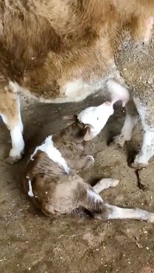 小牛犊一个劲喝奶,太可爱了