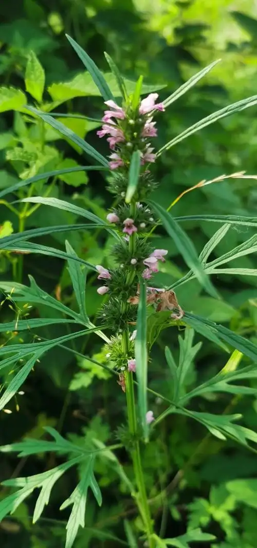 益母草-2--让胡路区 - 自然之声
