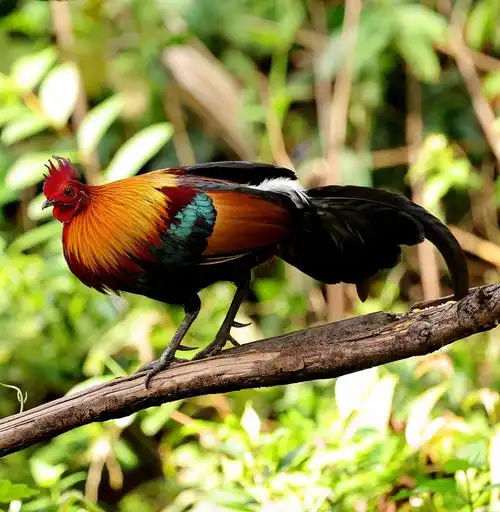 云南普洱芒坝国家二级保护动物原鸡雄姿