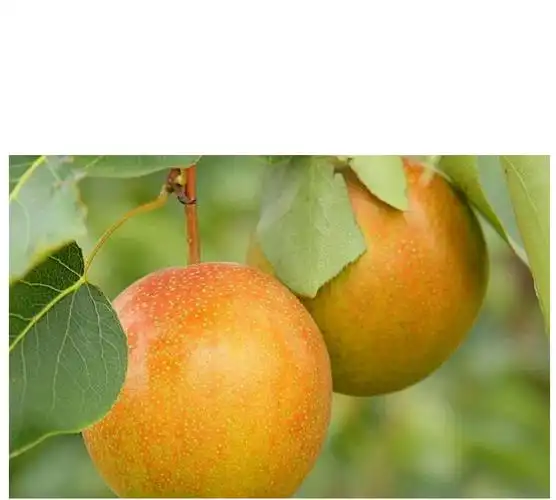 jd物流鞍山当季新鲜细皮南果梨新鲜当季安国梨酒香水梨子香甜可口孕妇