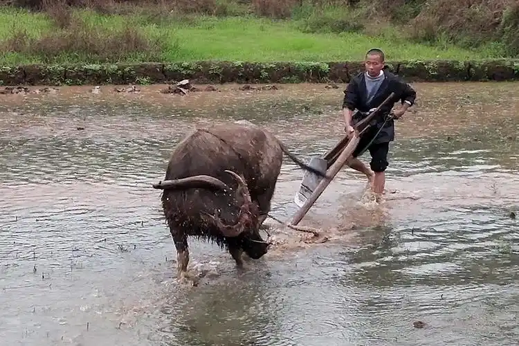 农村最原始的牛犁田不一样的春耕从一头水牛开始这现象不多了