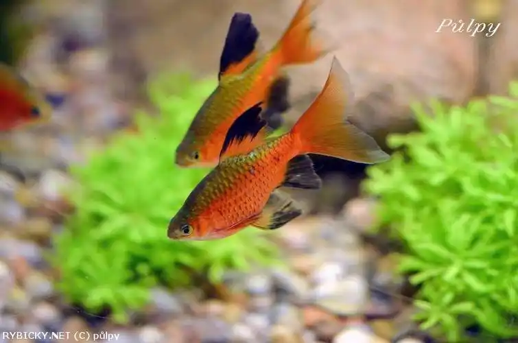 如图  ,      玫瑰鲫 (长尾种)    ,   学名    应为   鲤科