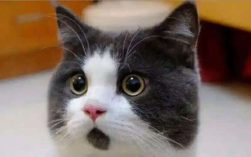 【千鈴鳴】被主人震惊到目瞪口呆的黑猫