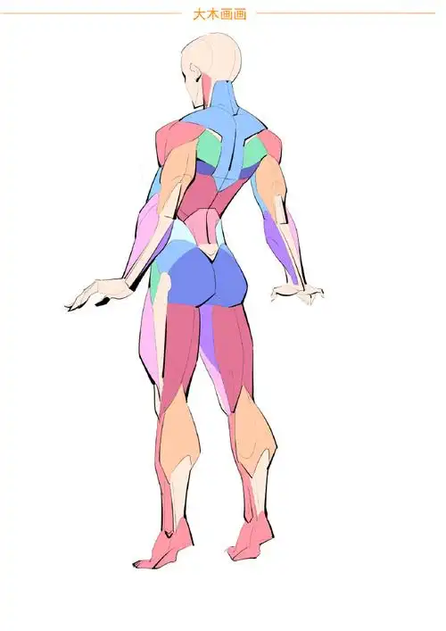 人体肌肉结构示范素材分享  人体肌肉结构画法  大木画画绘画课堂超话
