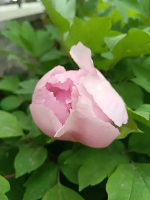 启初并不知道它是一株牡丹,种它的人只是感觉它的叶子挺好看,就把它栽