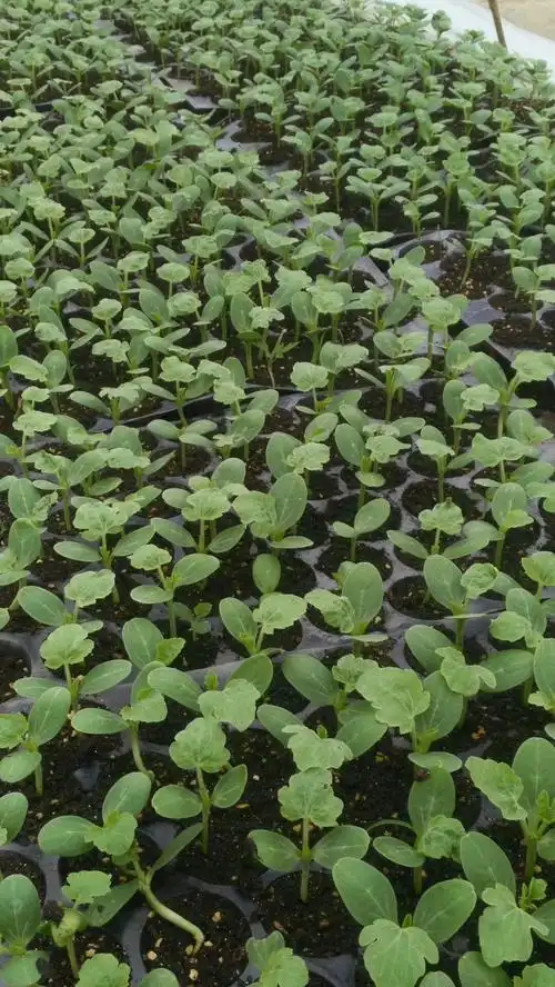 西瓜从育苗到收获整个过程