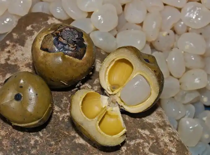 再话桄榔子kolangkaling