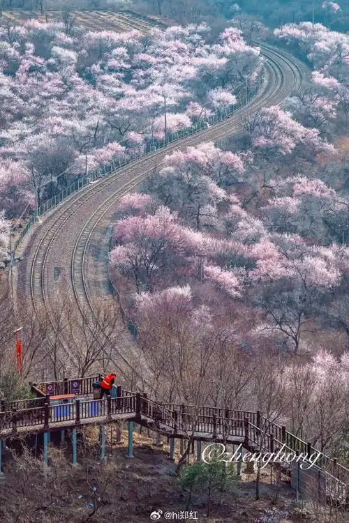 长城##居庸关长城脚下穿越花海的s2线##遇见美好#北京·居庸关花