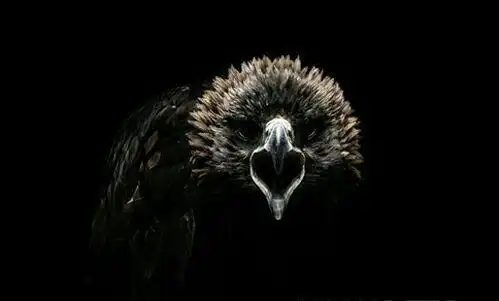 海东青不单纯是一种真正存在的物种,类似于汉民族的凤凰图腾崇拜.