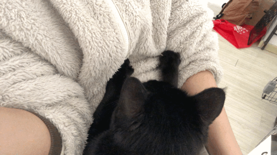 我家猫在我身上踩奶