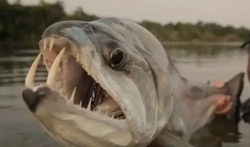 排行榜 自然 正文观星鱼的怪异和恐怖特征的部分原因在于它经常被埋在