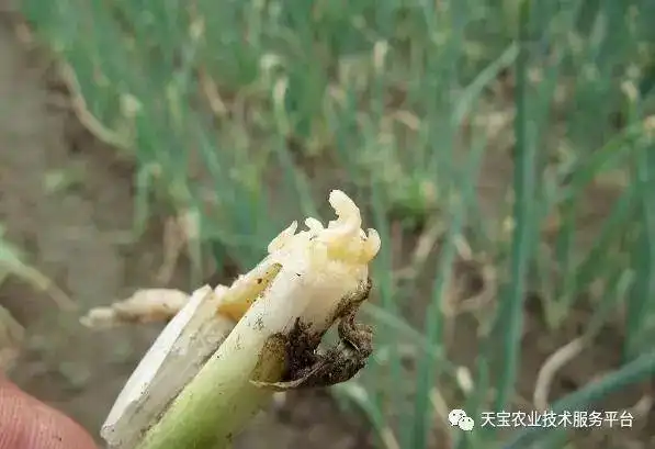 洋葱干尖枯黄怎么办