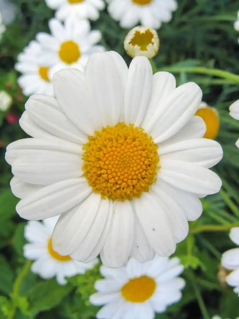 camomile,洋甘菊和另一个小雏菊