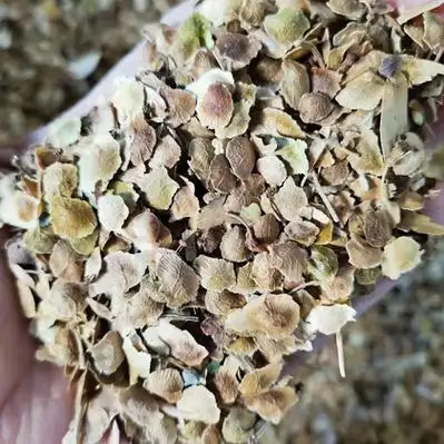 臭椿种子价格行情