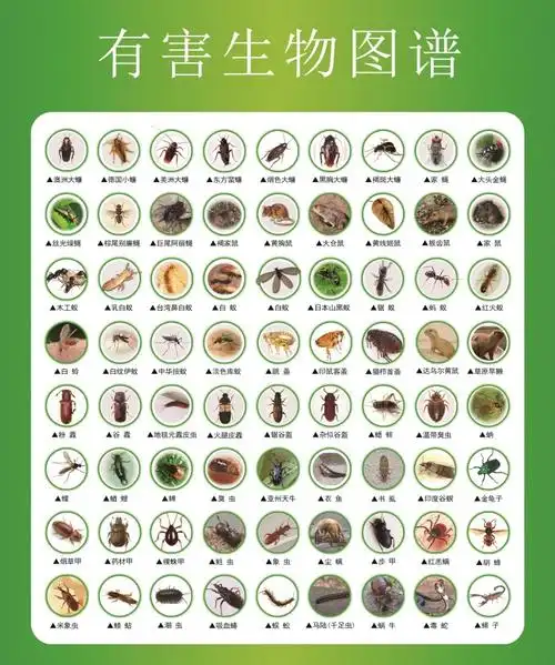 有害生物图谱常见有害病媒生物的危害海报虫害病虫昆虫墙上贴纸