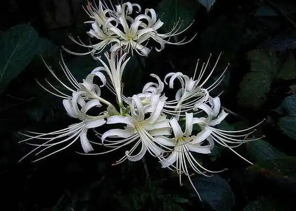 原产地在亚热地和热带的黑色曼陀罗花,为何被称为"冥界花"?