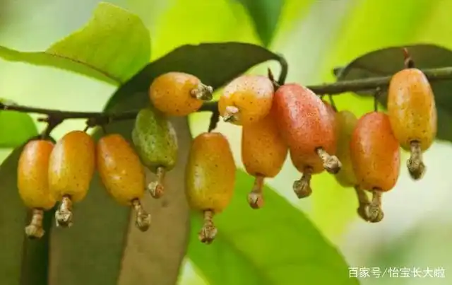 农村的这些野果,你吃过几种呢?