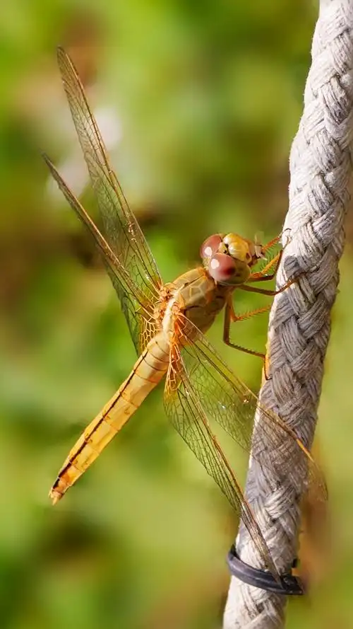 金色蜻蜓