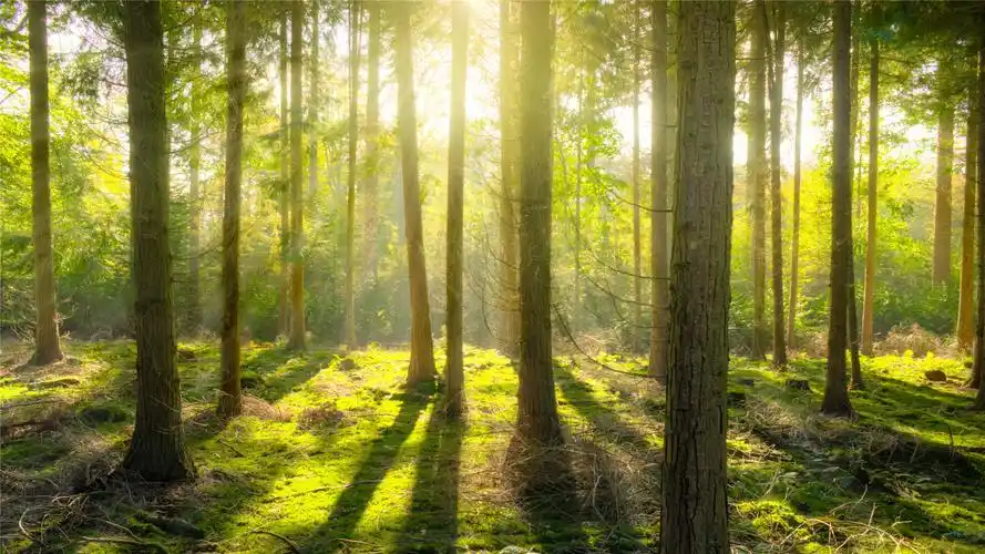 幽静的小树林唯美高清桌面壁纸