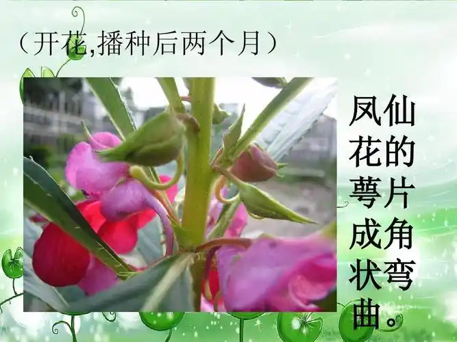 (开花,播种后两个月) 凤仙 花的 萼片 成角 状弯 曲.