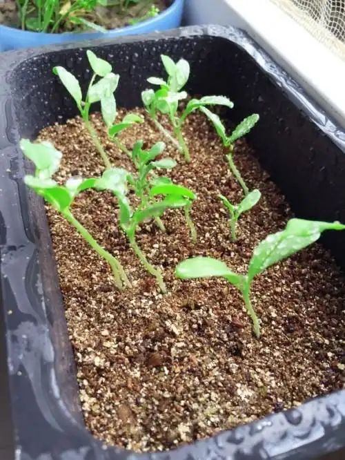 盆栽薰衣草的播种步骤与生长日记(2)