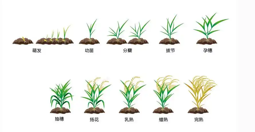 谁有关于水稻从耕地到变成大米的每一步过程的图片?