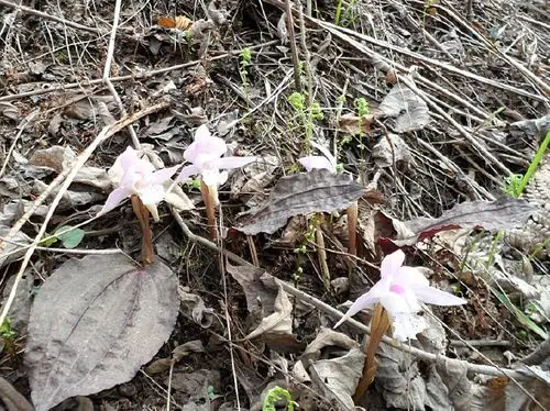 展开全部 独根兰或者叫独叶兰