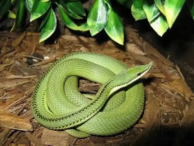 绿(蓝)巴伦蛇真的好好看(冷门宠物蛇无毒哦)#抖音图文来了  - 抖音