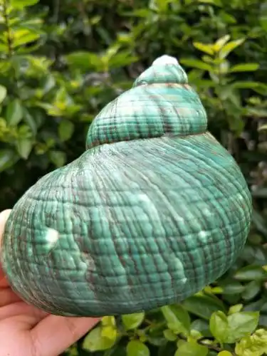 海螺贝壳进口绿嵘螺卷贝鱼寄居蟹用鱼缸水族婚庆家居地台装饰